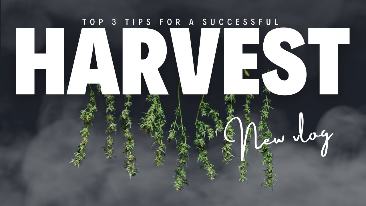 Flowering Cannabis Vlog: Top 3 Tips for Big Buds and Healthy Plants #3