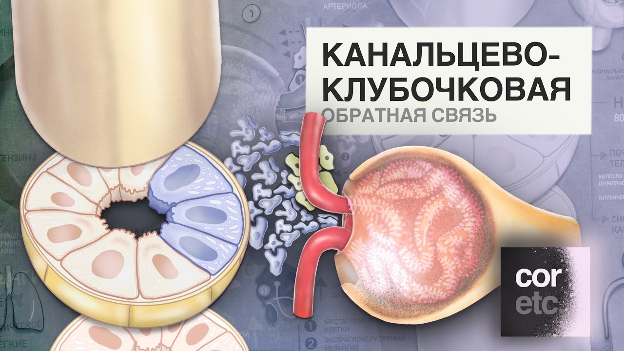 Ауторегуляция СКФ: Канальцево-клубочковая обратная связь.