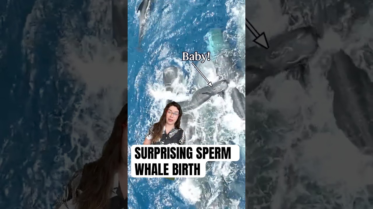 Sperm whale birth caught on camera