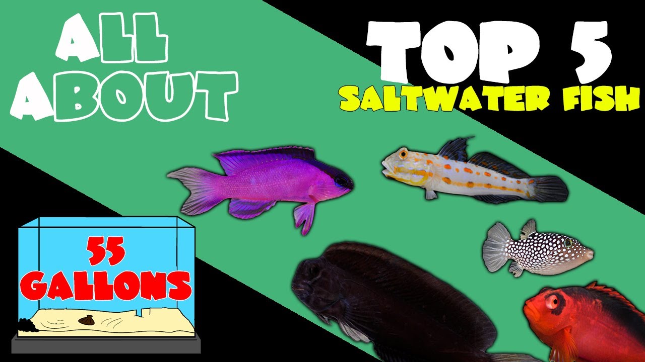 Top 5 Fish for 55 Gallon Saltwater Tank