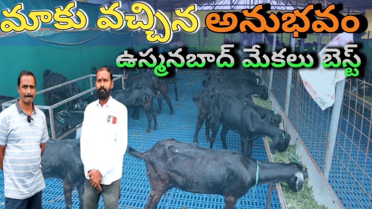 well planned elevated shed/goats farming/ మాకు వచ్చిన అనుభవం లో ఎలాంటి మేకలు కొలంటే..