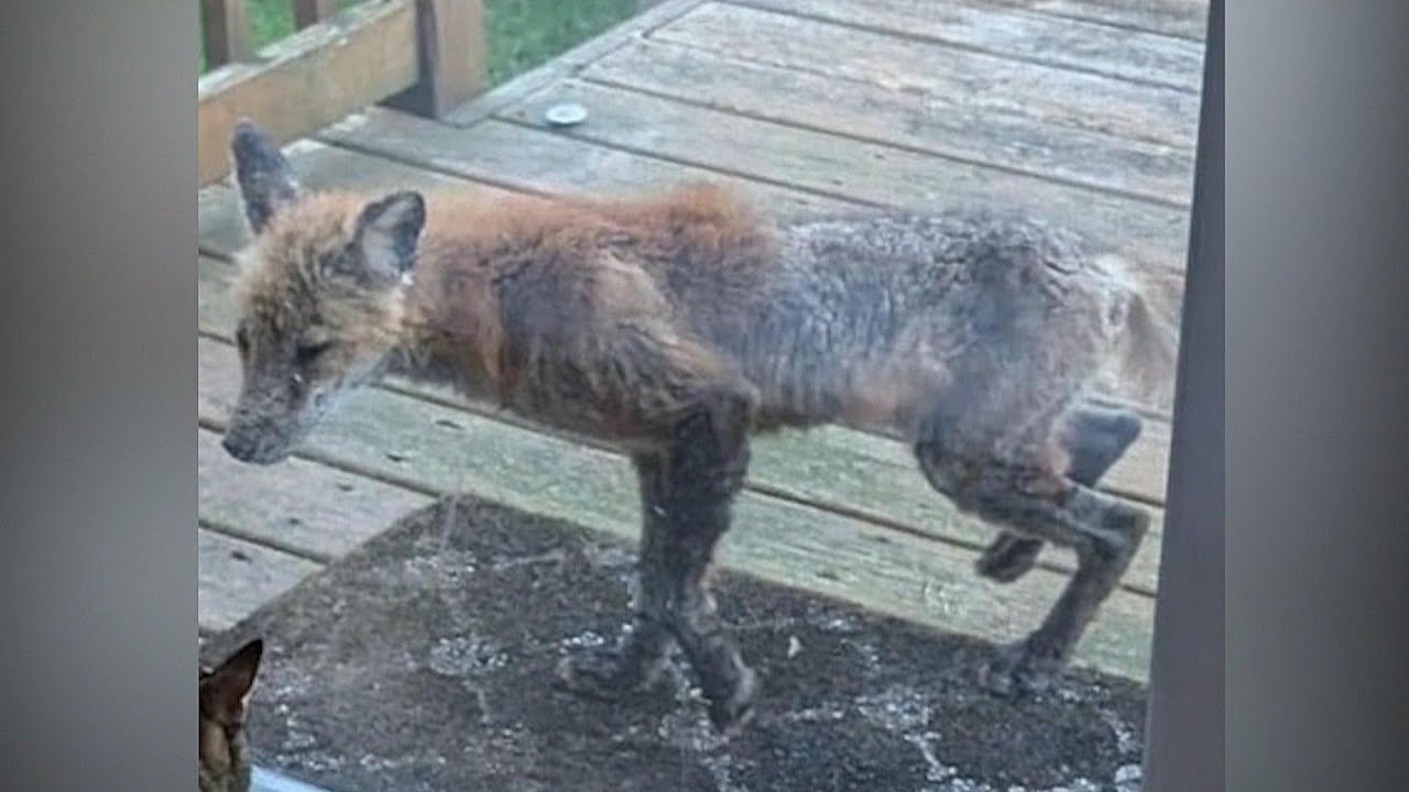 Ontario resident pleads for help to catch foxes suffering from illness