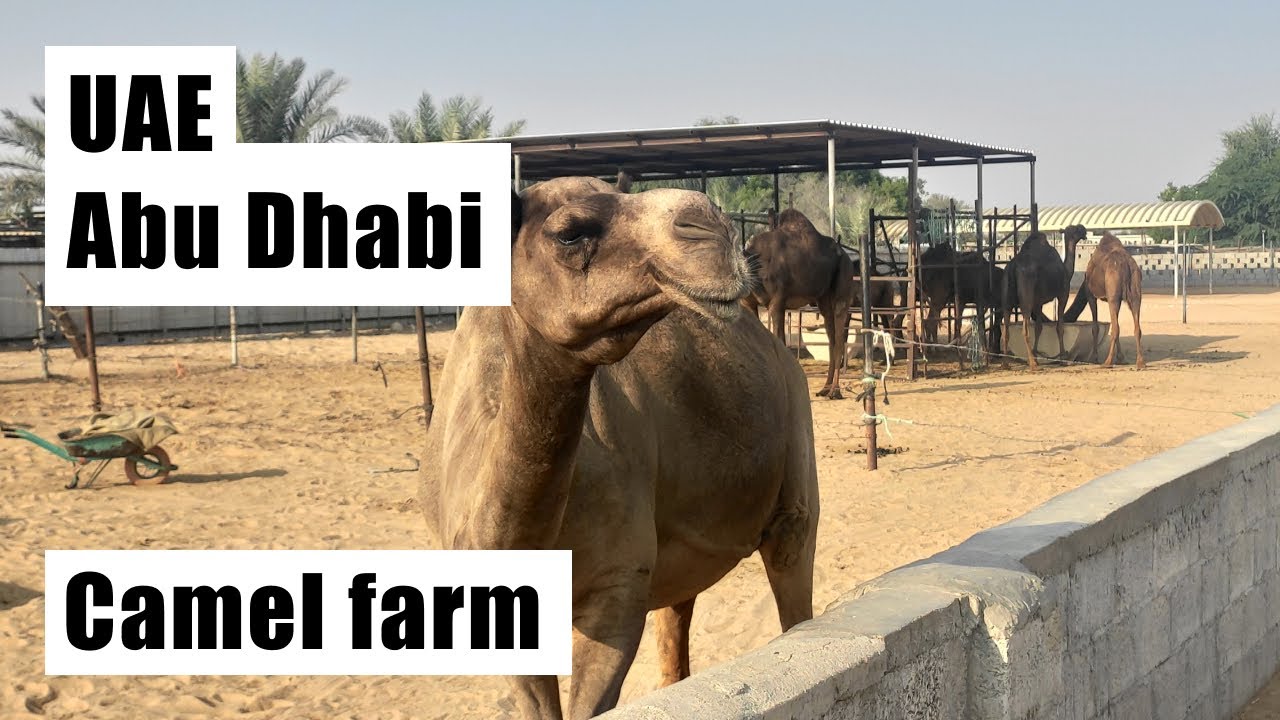 UAE, small camel farm near the city