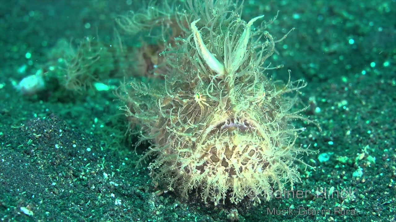 Hairy Frogfish - Antennarius striatus
