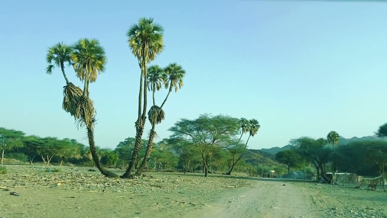 غابات السمر في قرية خرباء جنوب شرق محافظة الوجه في منطقة تبوك