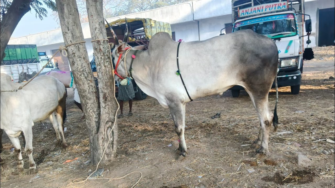Anatapuram bulls market 22-2-2026@andhra-bulls456 