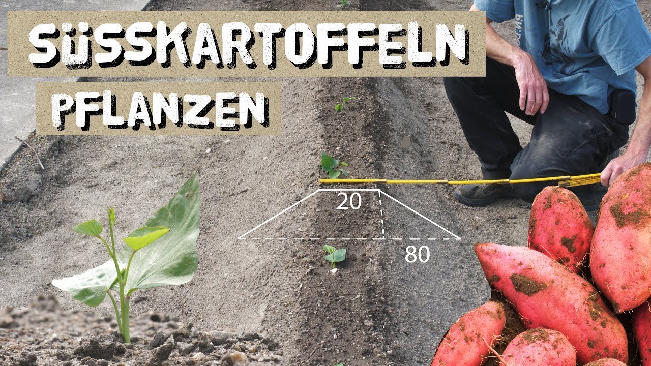 Süßkartoffeln pflanzen - auf Dämmen