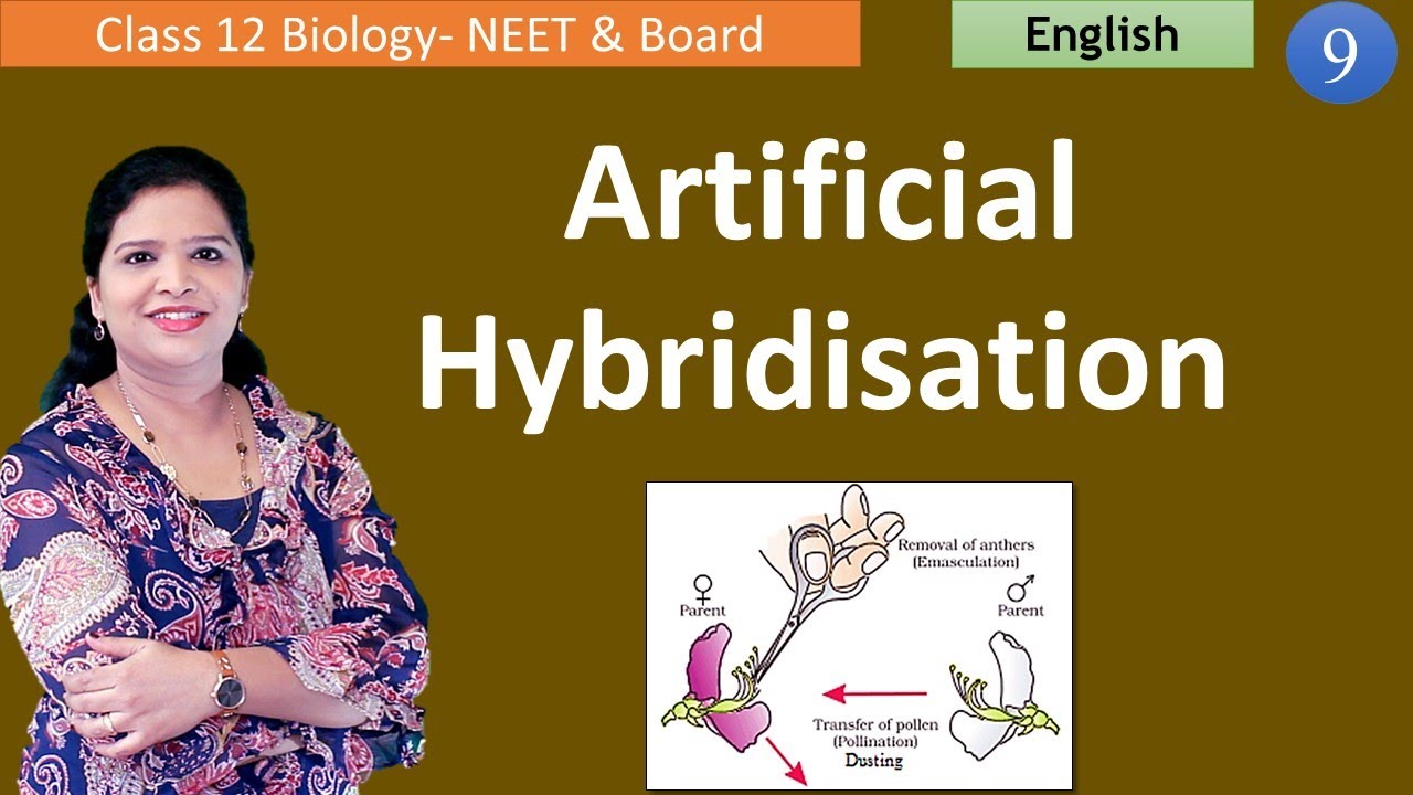 Artificial Hybridisation | Sexual Reproduction in flowering Plants