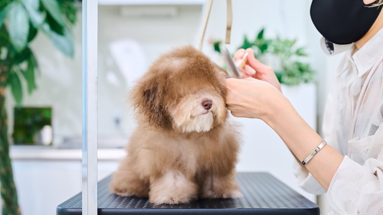 ボサボサに伸び切った髪の毛をカットすると、毛の色が変わっちゃう！？