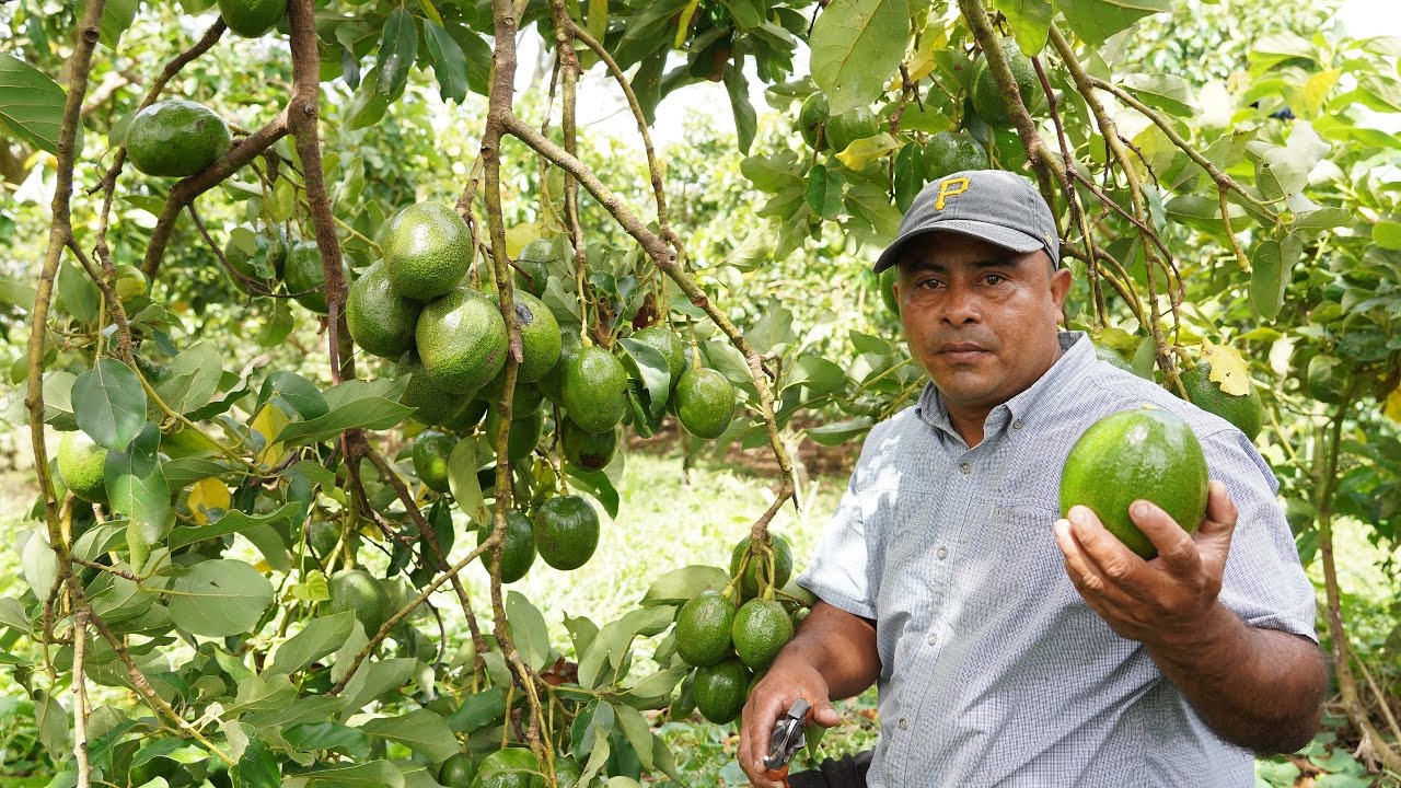 Aguacate Nicaragüense conquista nuevos mercados . 
