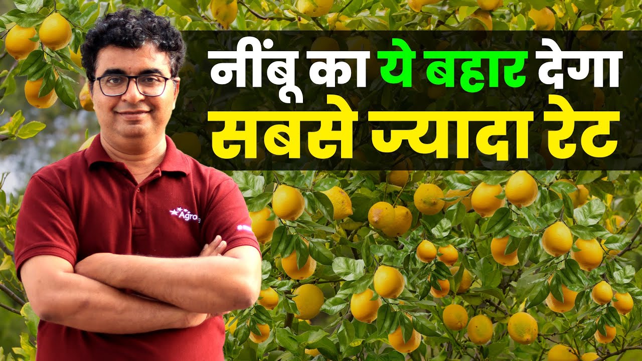 Lemon Farming 🍋 नींबू की हर बूँद में छुपा मुनाफे का रस 💰 Nimbu ki kheti | AgroStar #farmingtips