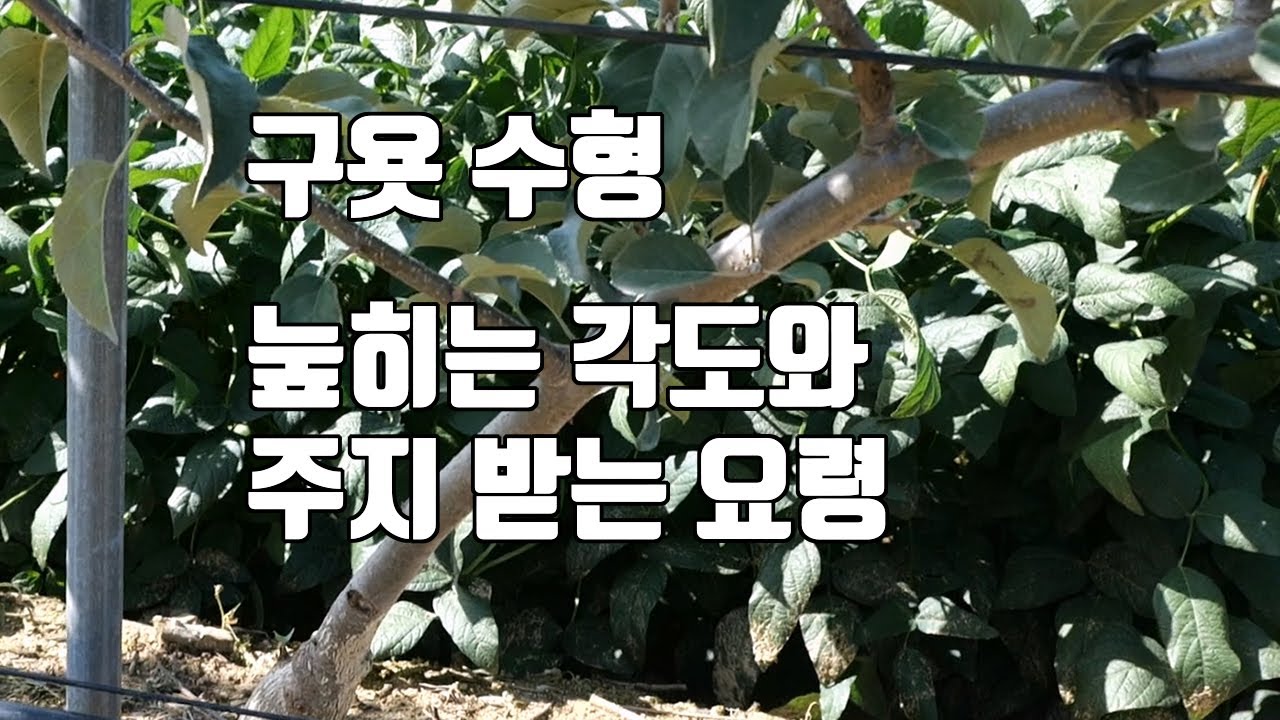 구욧 수형 눞히는 각도와 주지 받는 요령