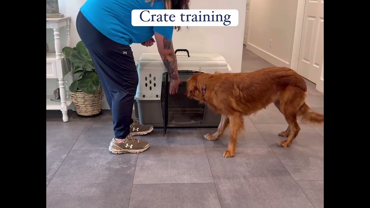 Charlie - Golden Retriever training