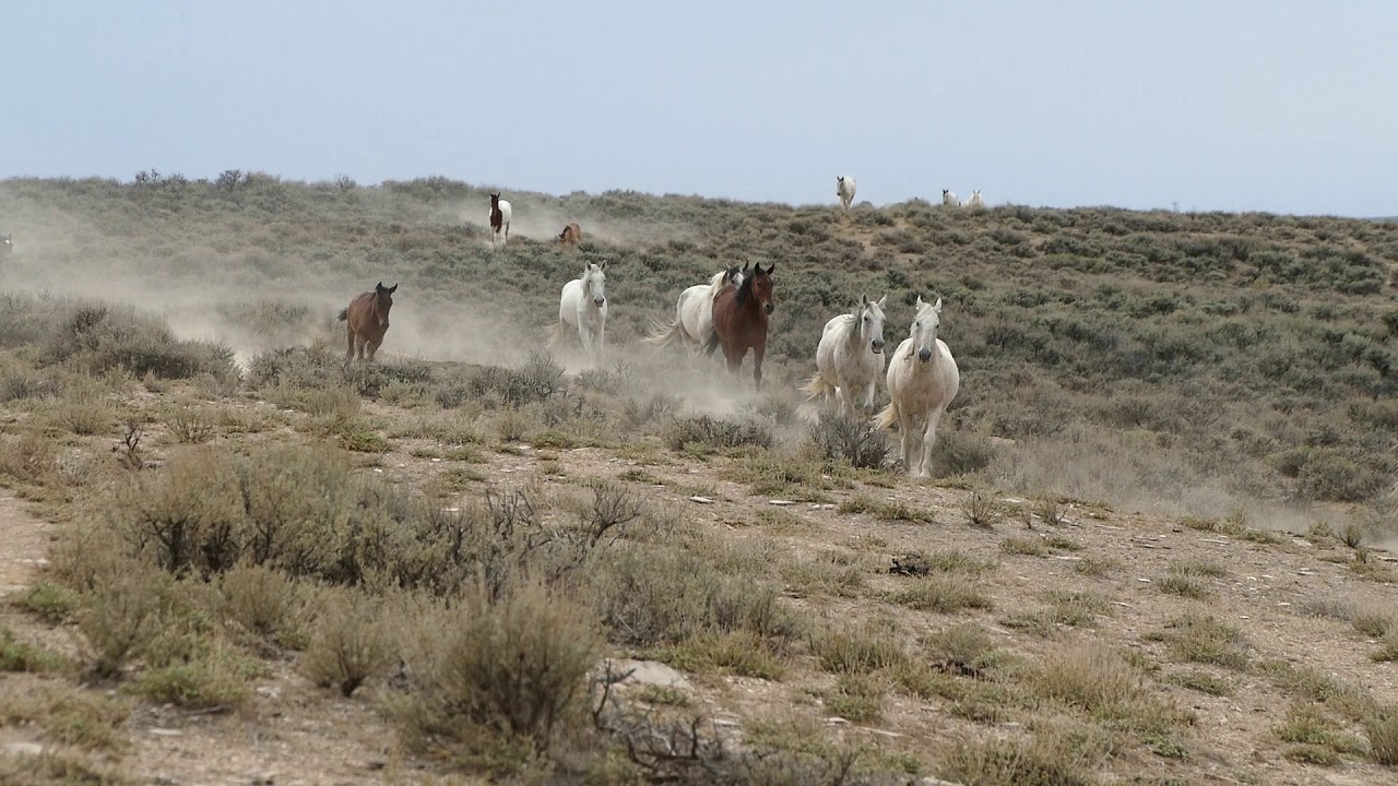 Wild Stallion Willie Nelson bringing his band to Lake Draw watering hole.