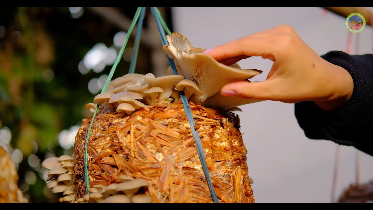 NSRLM-Step by Step ''Tutorial  on Oyster Mushroom Cultivation''