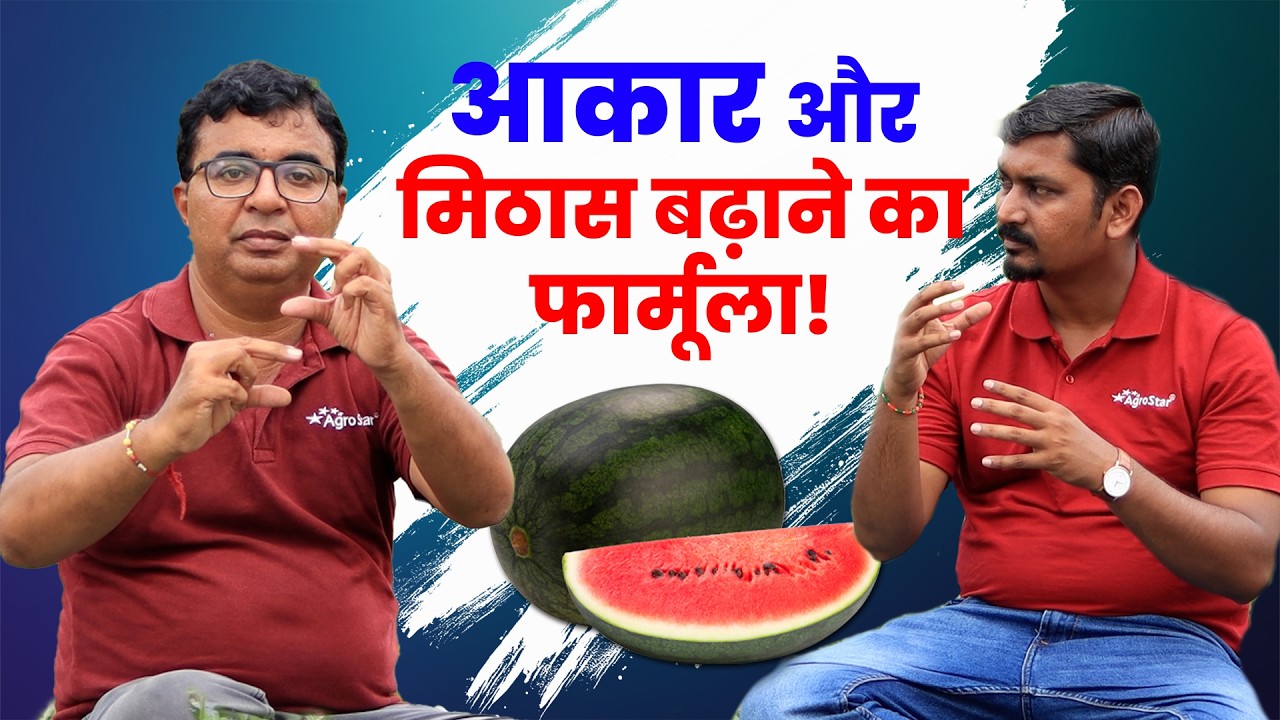 Tarbuj की खेती के राज़: फल का आकार, मिठास और उपज बढ़ाने के तरीके | Watermelon Farming Secrets