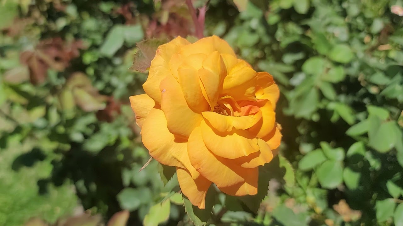 A Day Trip to the Municipal Rose garden of San Jose
