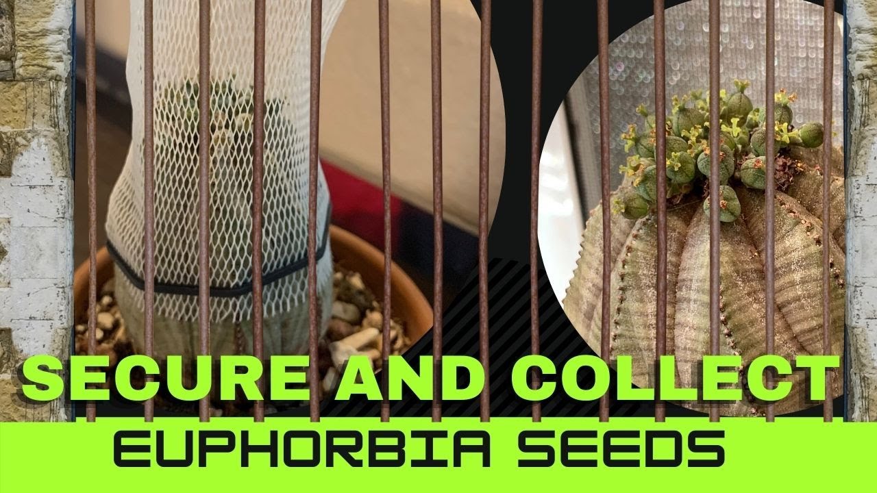 Поймайте семена молочая, пока они не взорвались | Сбор семян #Euphorbia