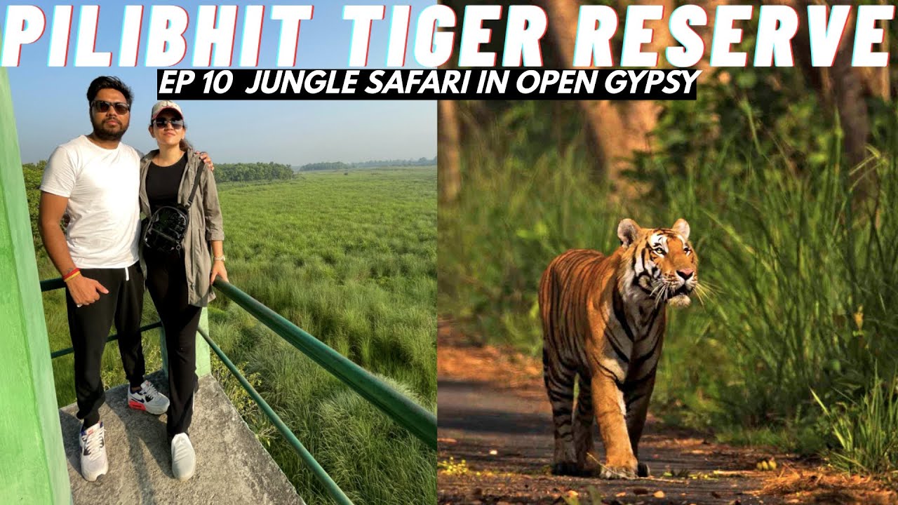 Pilibhit Tiger Reserve - Chuka Beach Pilibhit - Jungle Safari में Tiger और भालू से हुआ सामना - EP 10