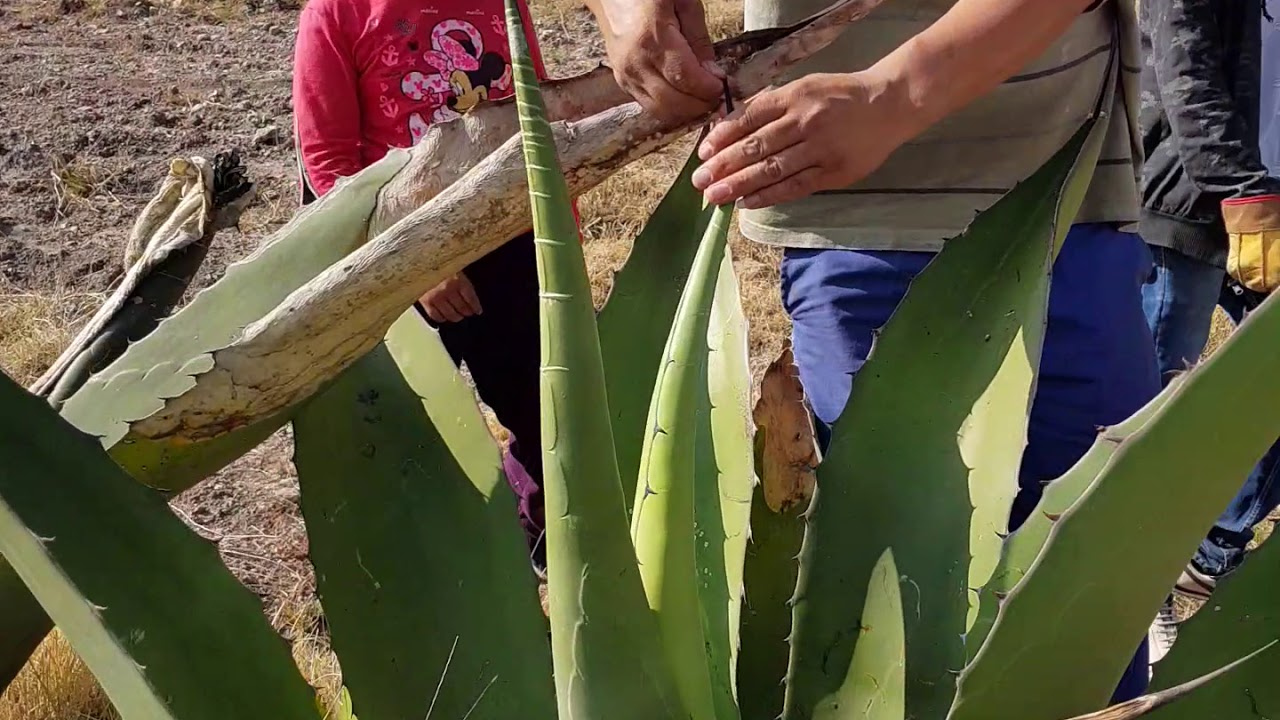 Aprendido a sacar hilo de mag&uuml;ey🧶😎