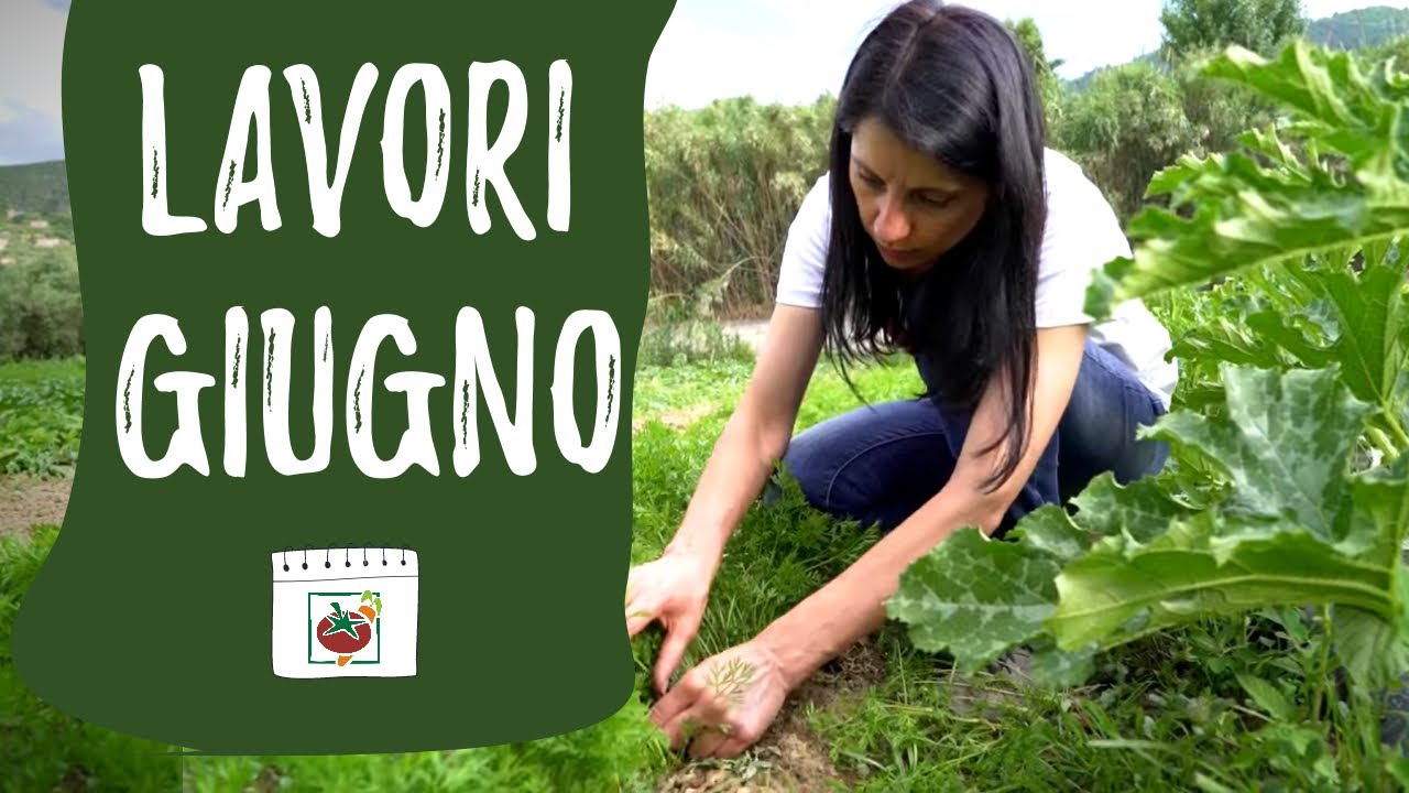 Orto di GIUGNO: ecco i lavori da fare