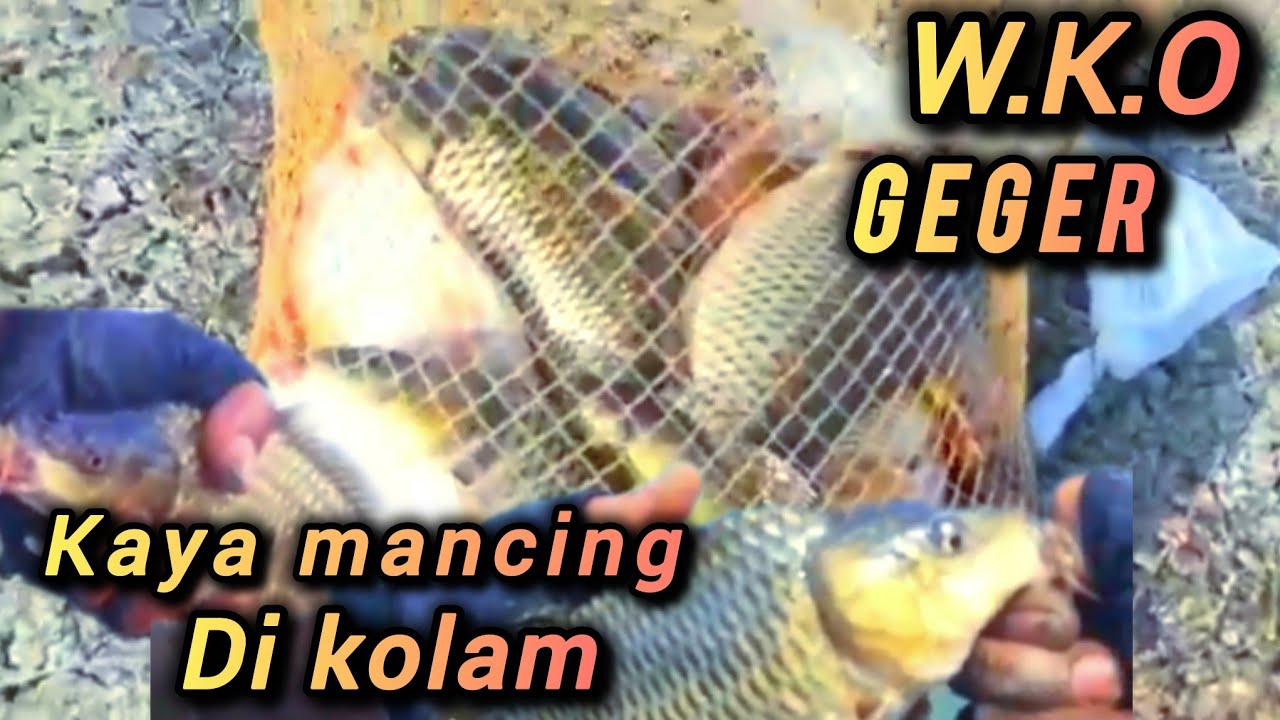 Full strike bikin panik  geger geden mancing #wkoterbaru