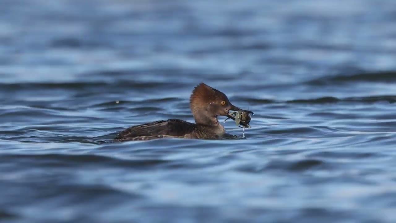 Harle couronné - Hooded Merganser