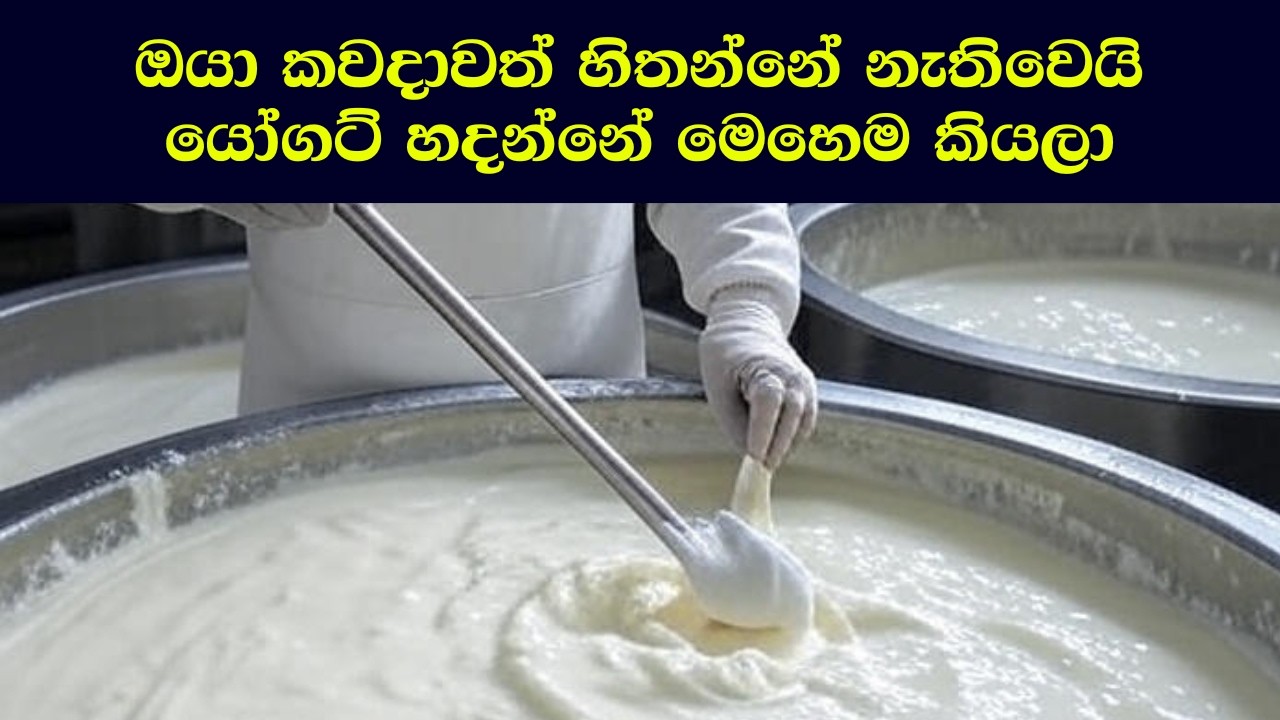 කර්මාන්තශාලා වල යෝගට් හදන විදිහ | How Yogurt is Made