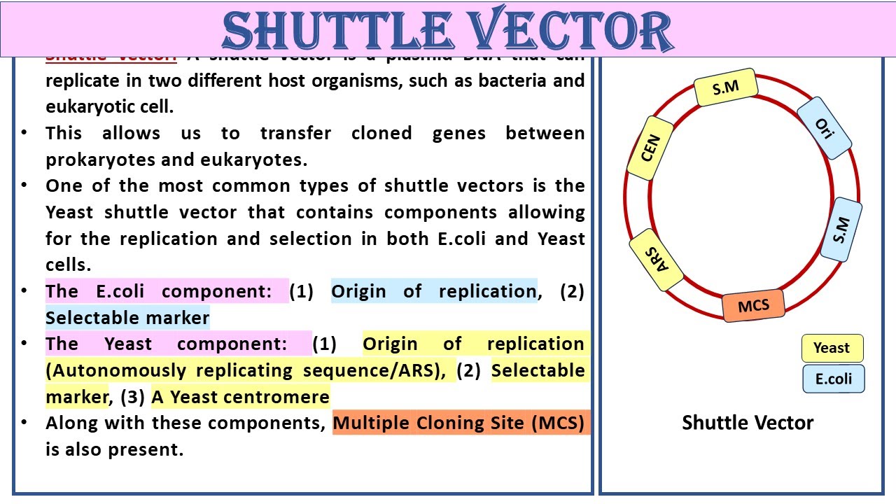 Вектор Шаттла | Учись с умом, а не с трудом