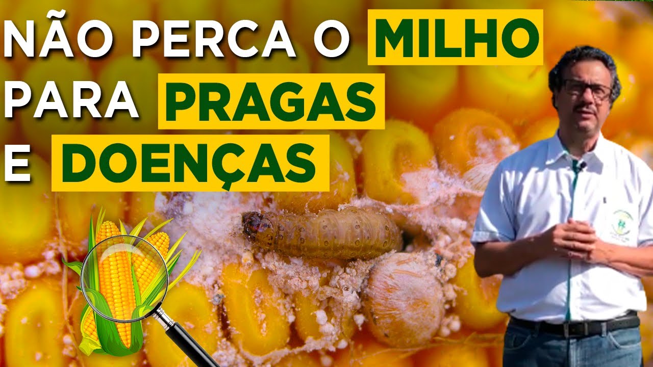 Dicas Infalíveis para Defender seu Milho de Pragas e Doenças- Prof João Carlos Galvão
