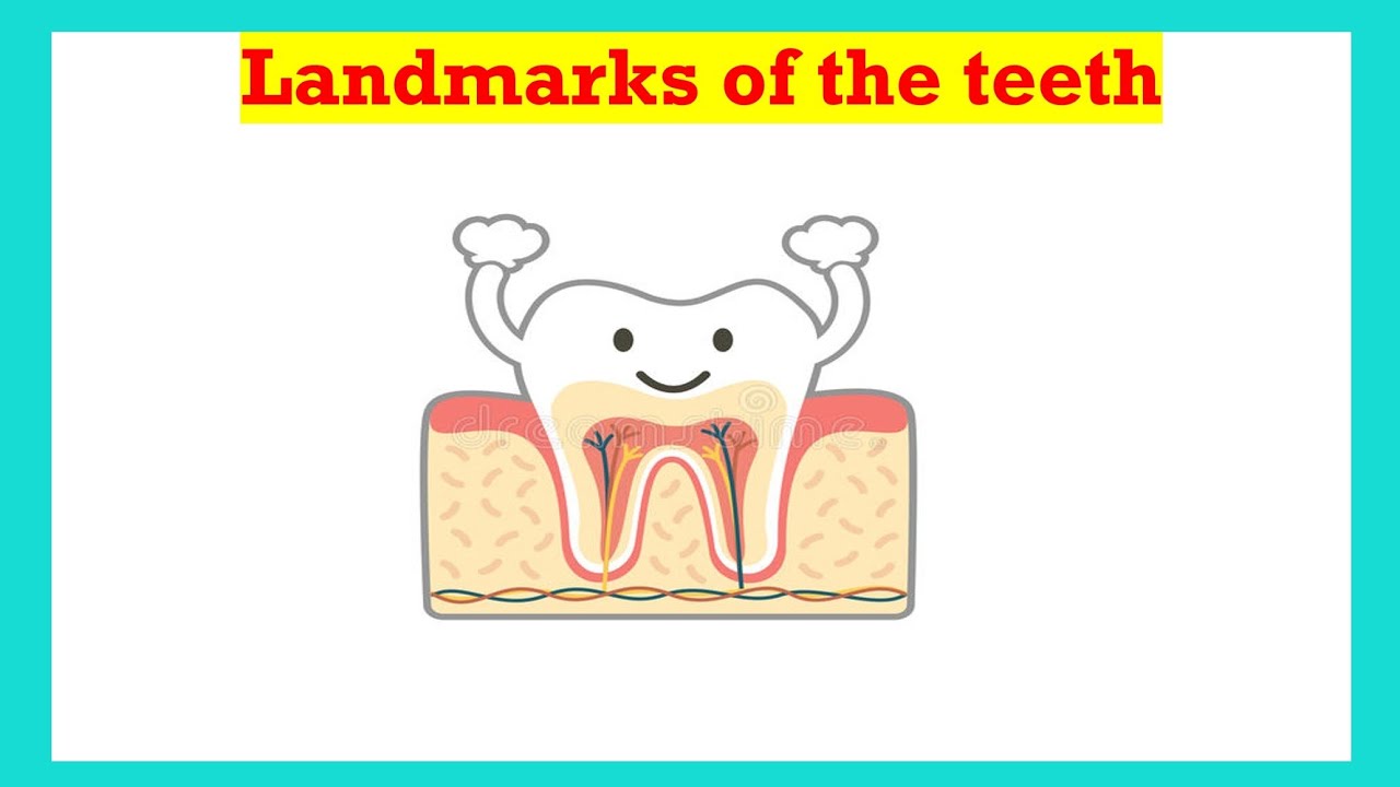 شرح Landmarks of the teeth