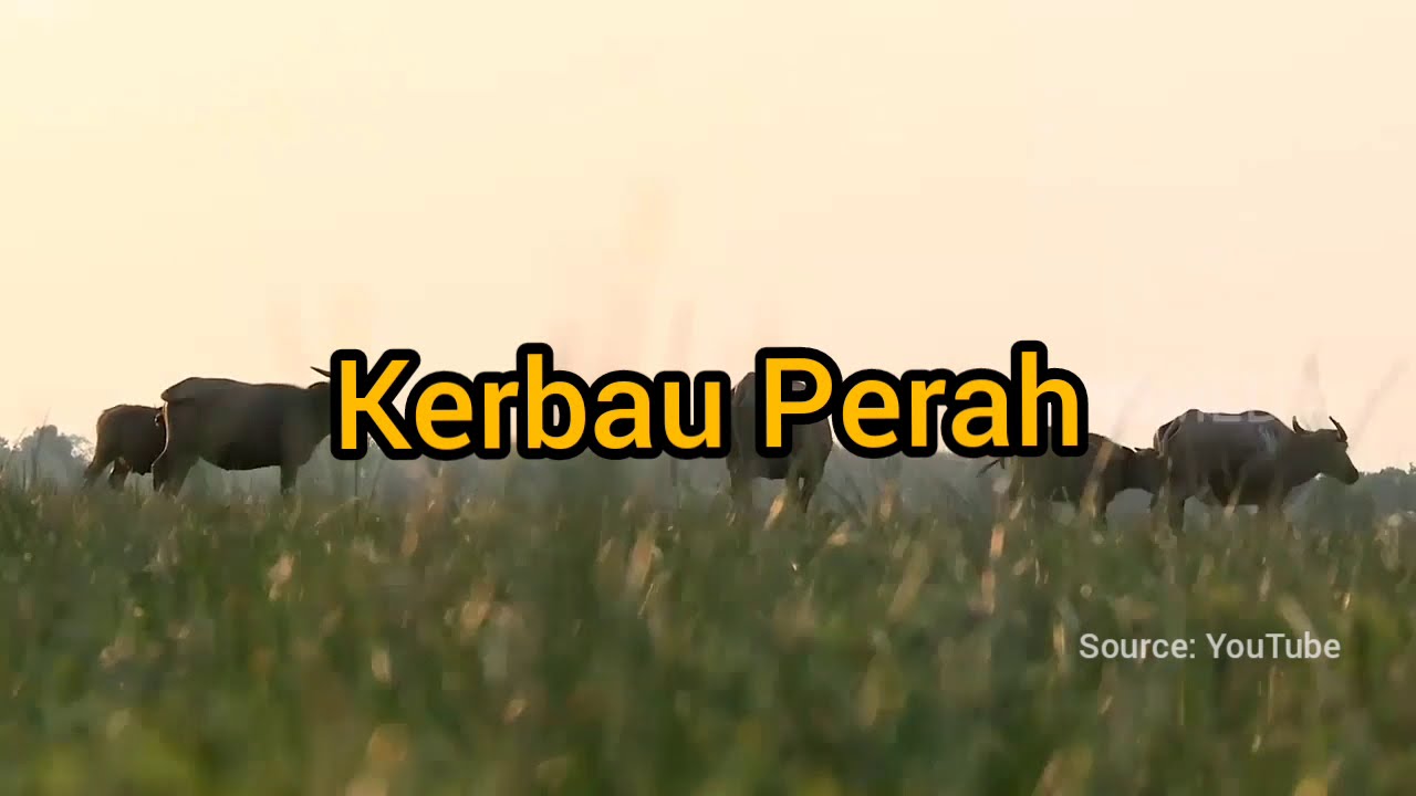 MENGENAL KERBAU PERAH & SUSU KERBAU PERAH 🐃🐃🐃