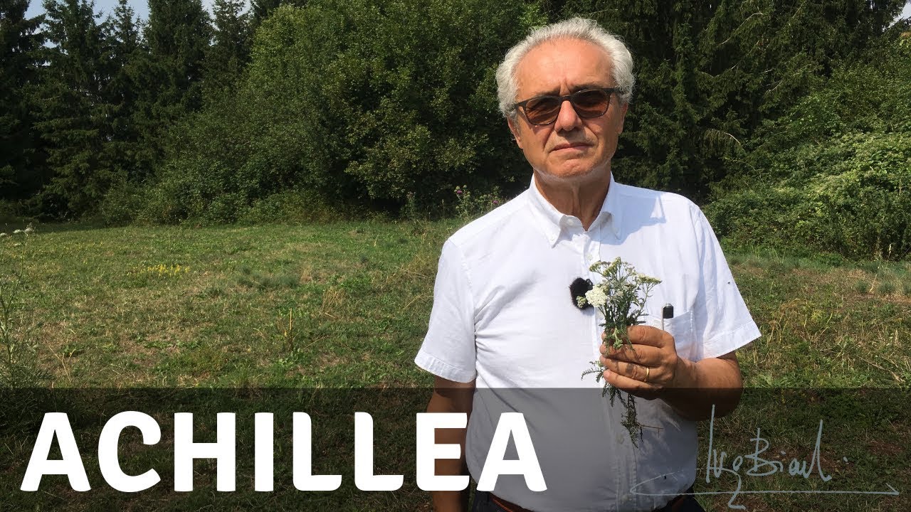 Achillea, pianta per la Congestione Pelvica