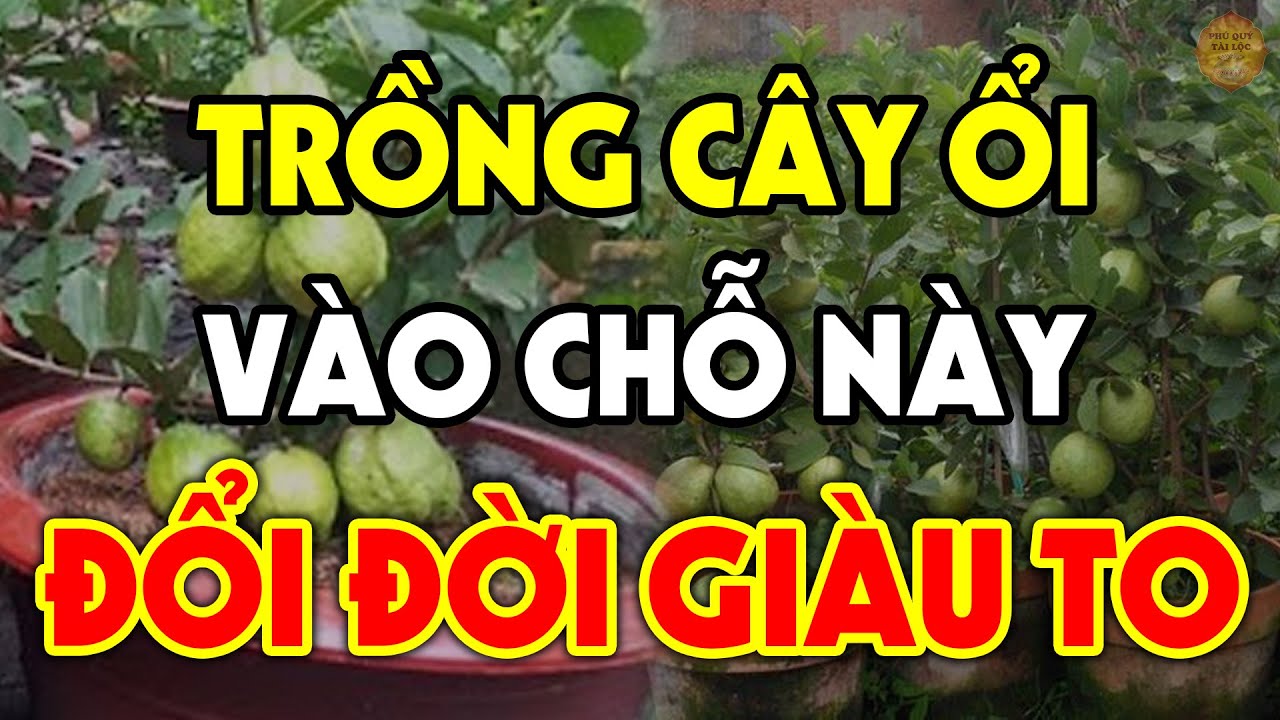 Nên TRỒNG CÂY ỔI Ở Vị Trí Nào Để TÀI LỘC TIỀN VÀNG Ùn Ùn Kéo Vào Tiêu 3 Đời Không Hết?