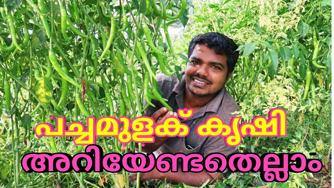 പച്ചമുളക് കൃഷി അറിയേണ്ടതെല്ലാം