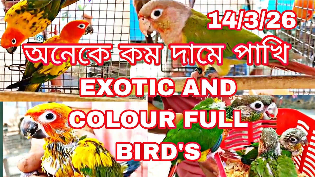 অনেক কম দামে পাখি II EXOTIC AND COLOUR FULL BIRD'S II BAGUIATI SOKHER HAAT14/03/26#kolkatabirdmarket