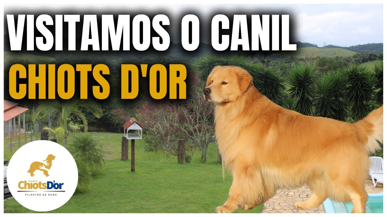 Visitamos o Canil CHIOTS D'OR | Golden Retriever