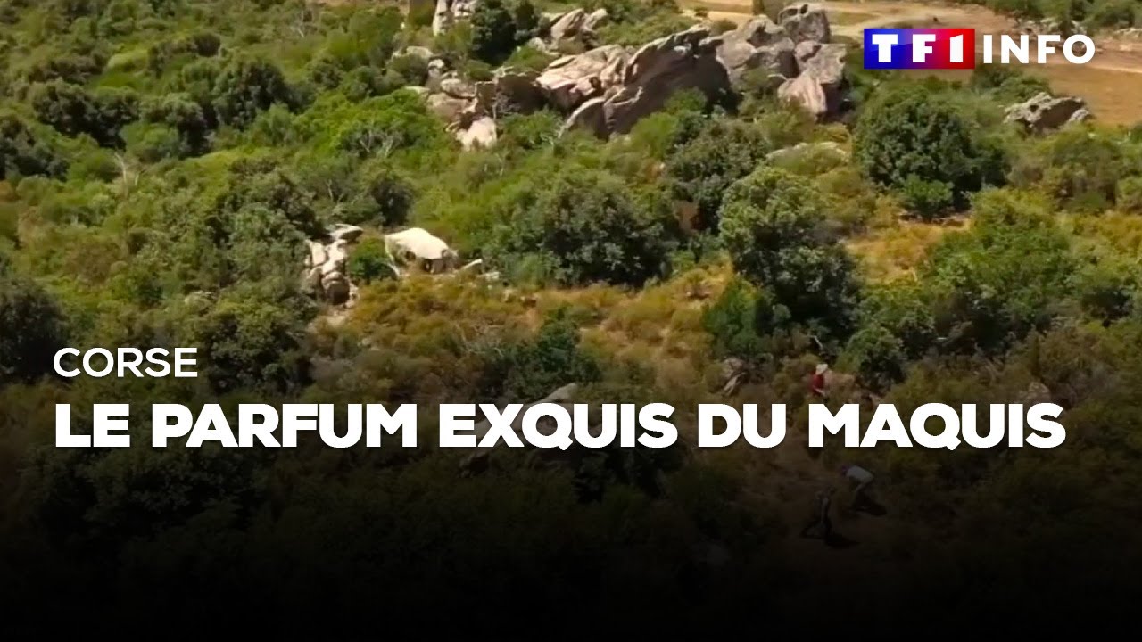 Corse : le parfum exquis du maquis
