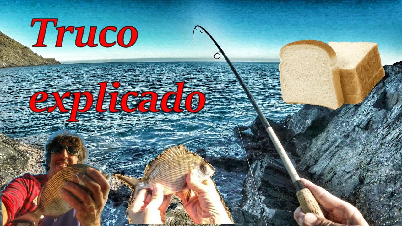 Pesca con pan bimbo desde costa.