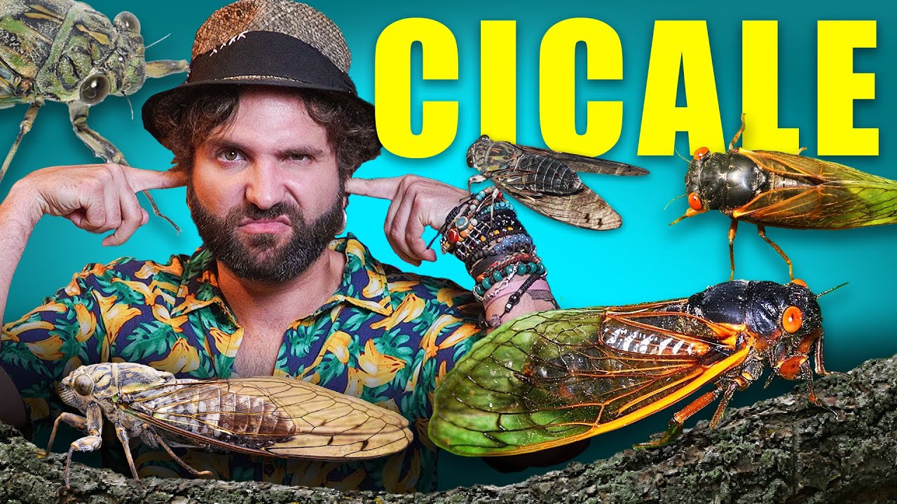 Le cicale non hanno senso
