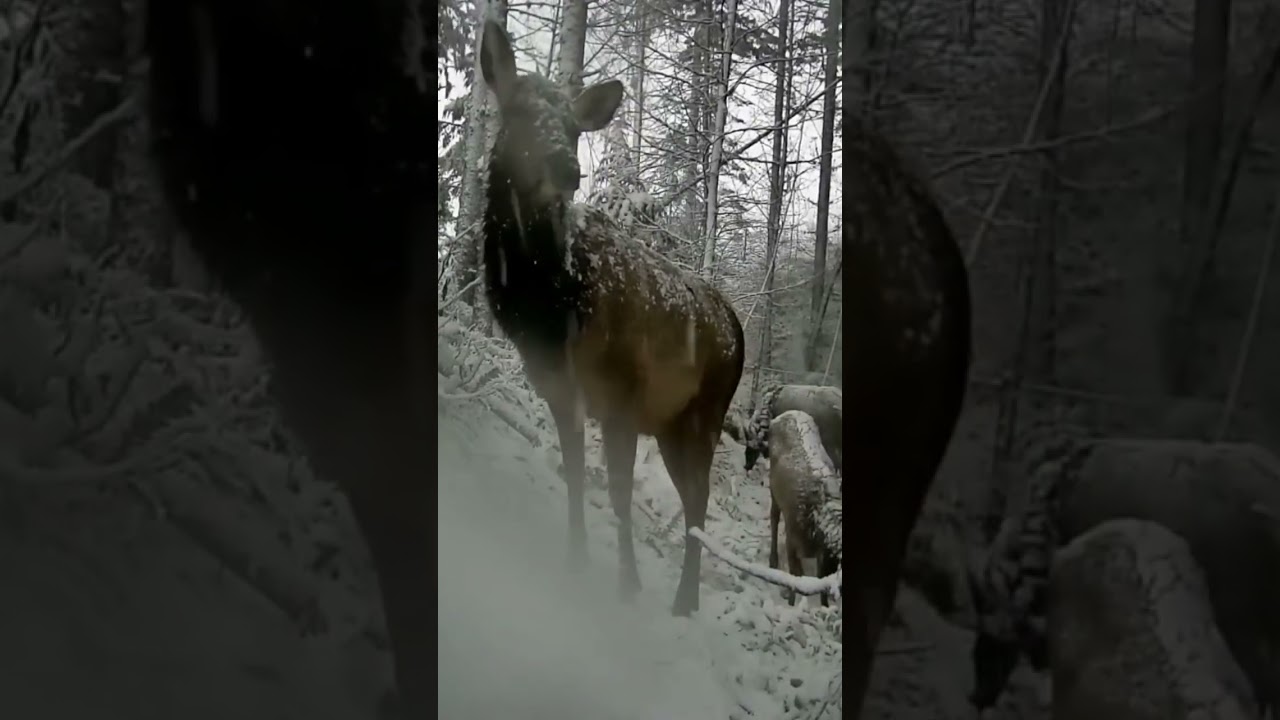 Trailcamera elk in snow storm 