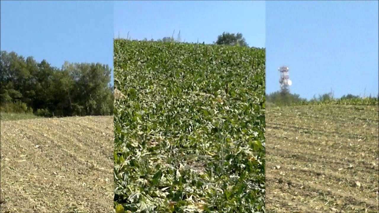 Barbabietole da zucchero con scavabietole Barigelli