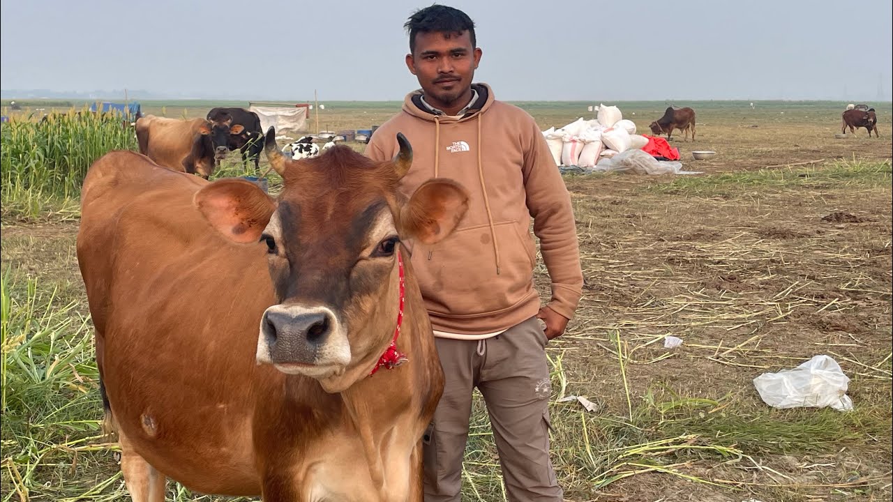 টপ কোয়ালিটি রেশম বাড়ির বাতানের বিউটি কুইন জার্সি গাভীন বকনা বিক্রি হবে ০১৭৫৩৩৯১৯২০ সাগর #cow #4k
