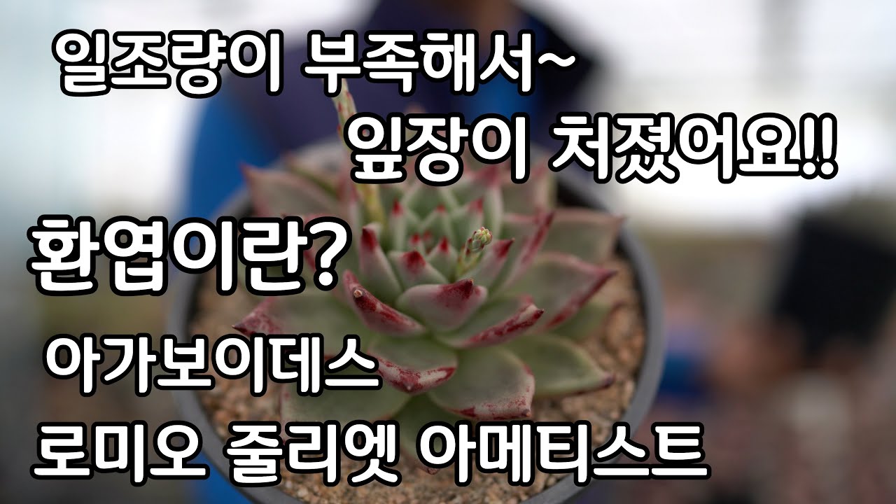 다육이 키우기 환엽이란? 아가보이데스 종류 로미오 줄리엣 아메티스트