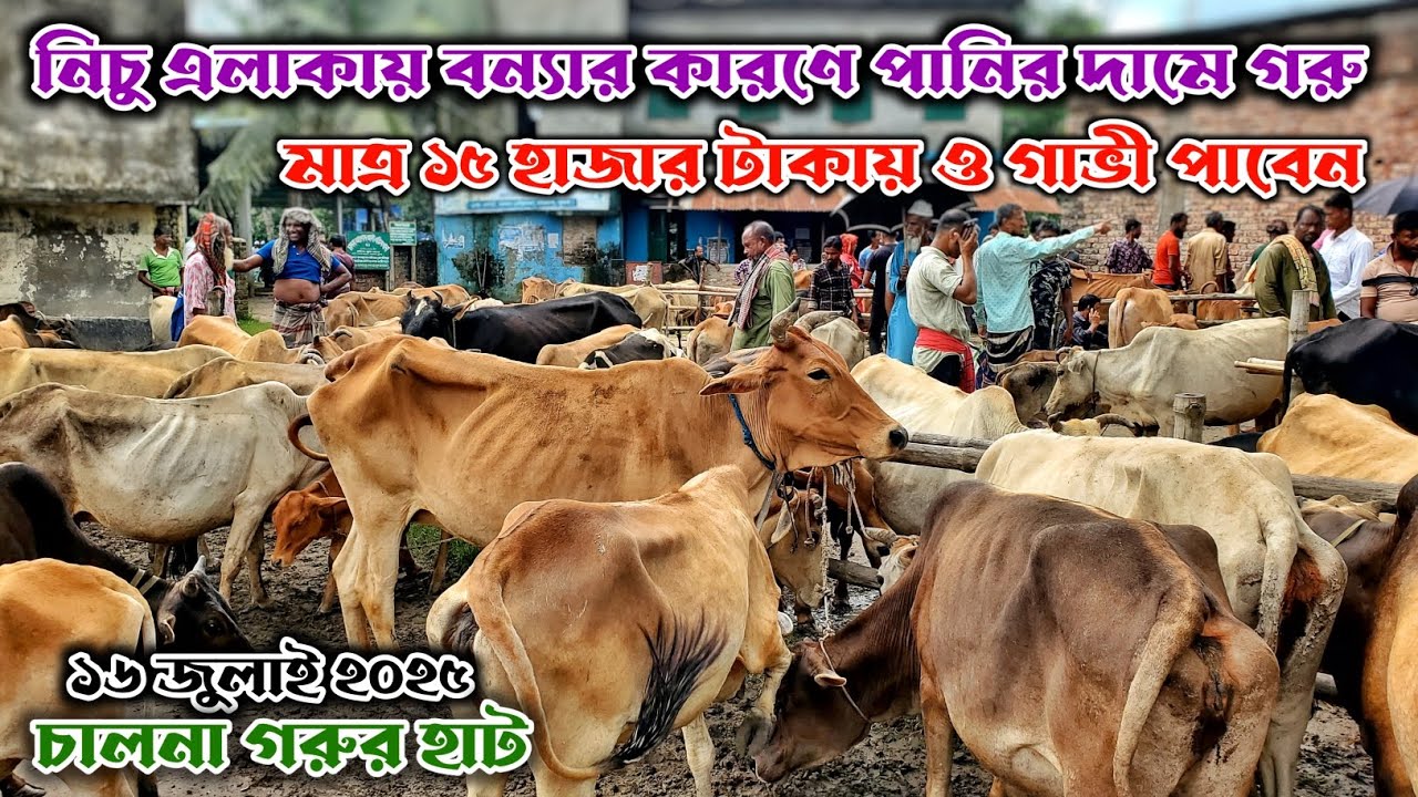 মাত্র 15 হাজার টাকায়ও গাভী পাবেন | নিচু এলাকায় বন্যার কারণে পানির দামে গরু | চালনা গরুর হাট 2025