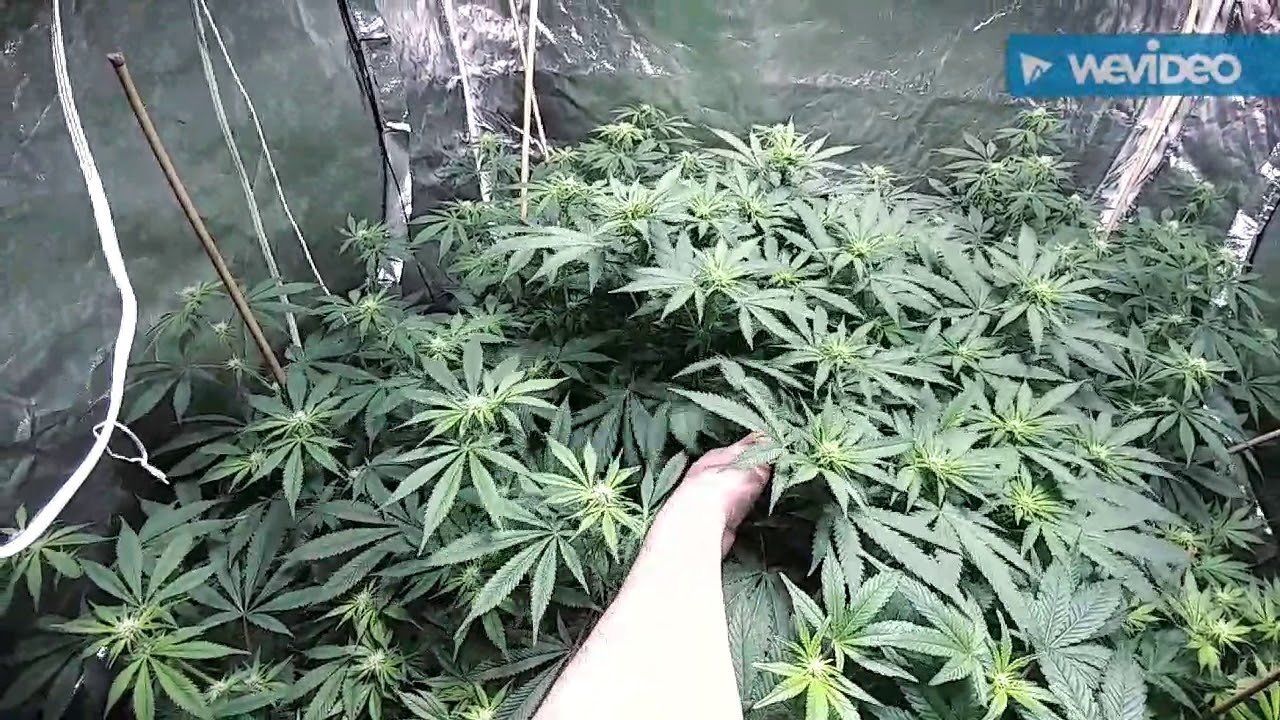 Week 3 of flower blueplanet nutrients