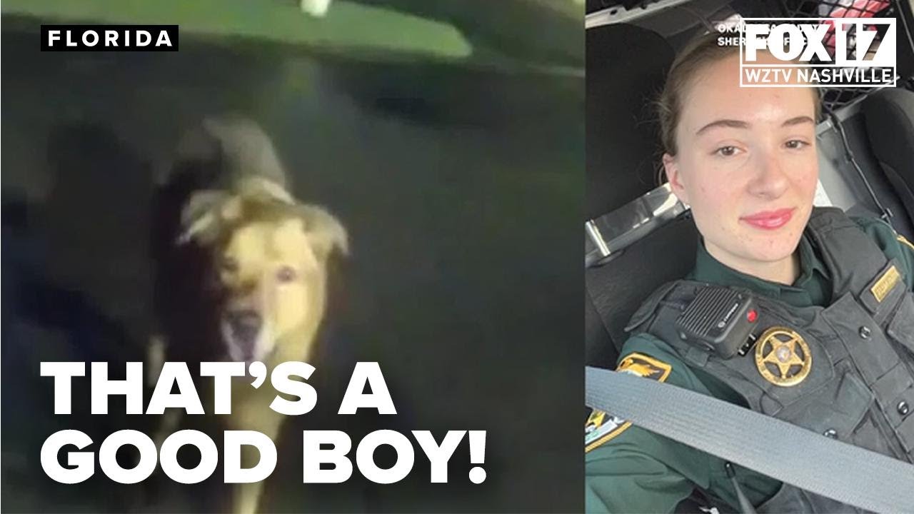 A deputy is led directly to the location of a fallen elderly woman by the loyal dog she was walking