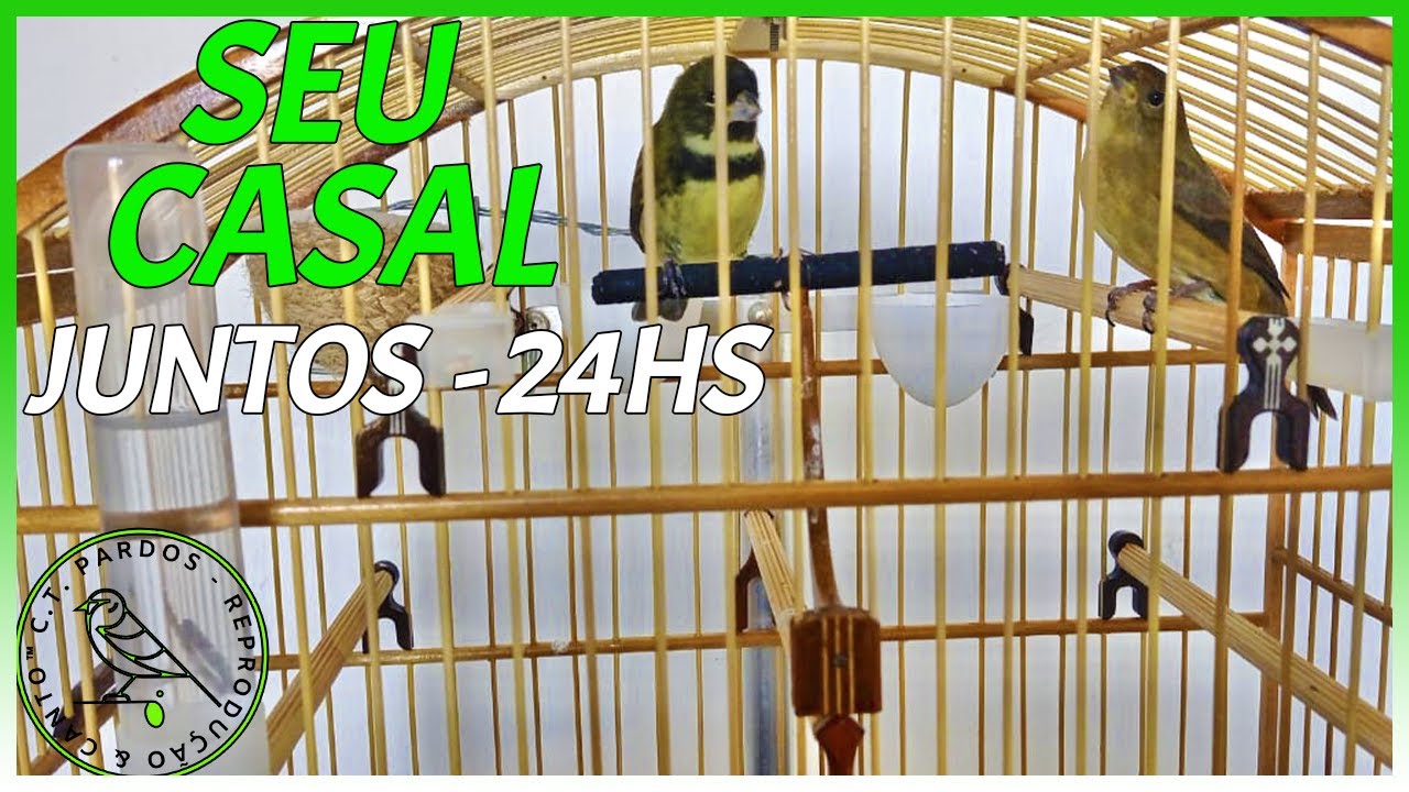 O SEGREDO DE JUNTAR O CASAL 𝐒𝐄𝐌 𝐁𝐑𝐈𝐆4𝐀𝐑 - COLEIRO OU PAPA-CAPIM