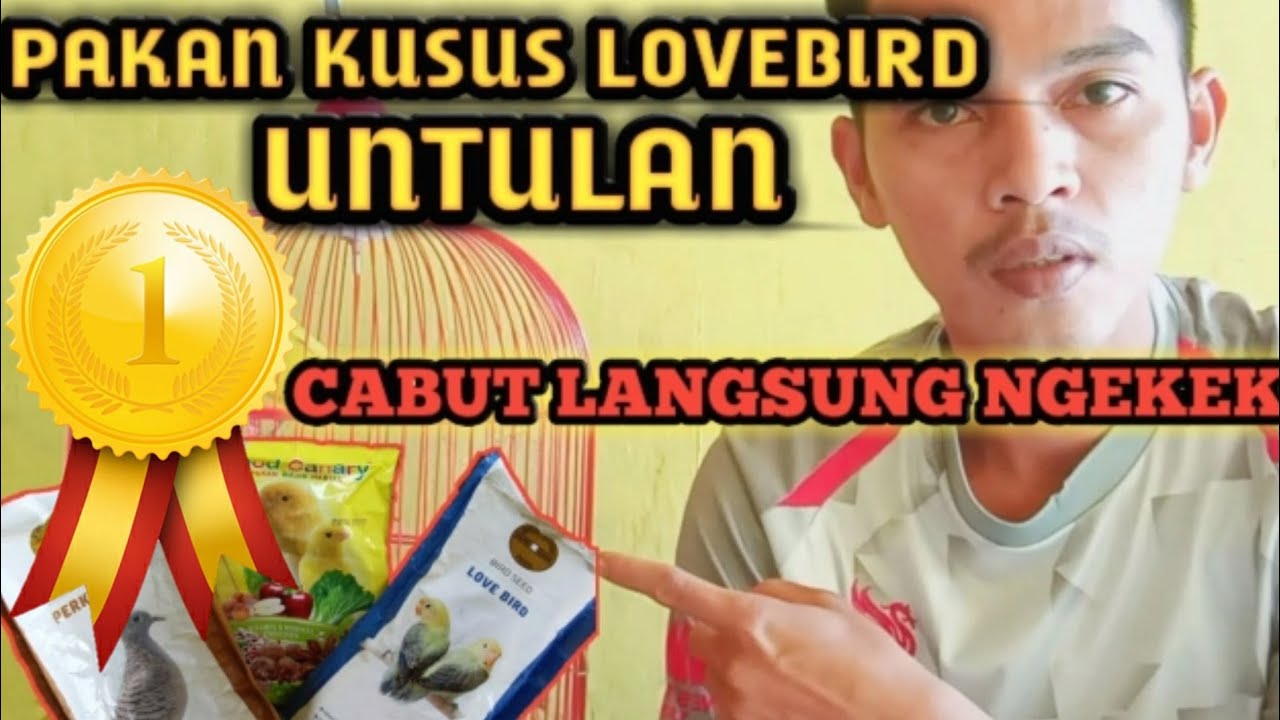 Viral....... bongkar racikan pakan Lovebird untulan.