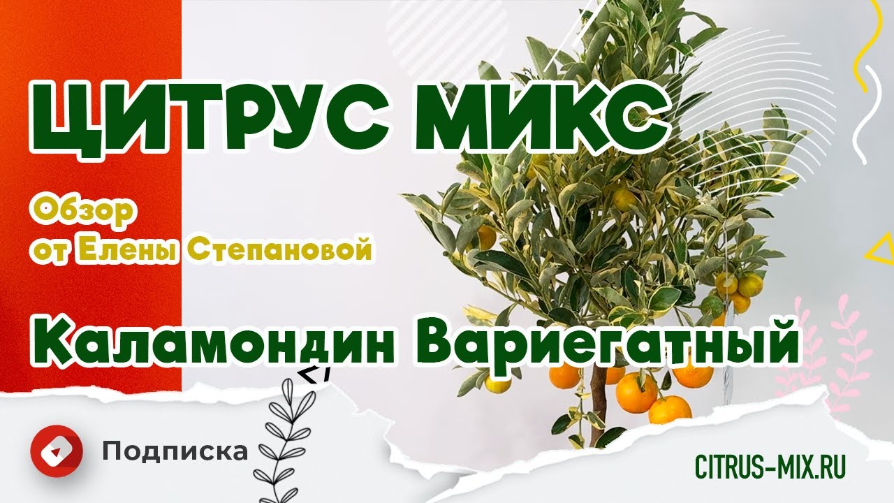 Обзор растений - Каламондин Вариегатный